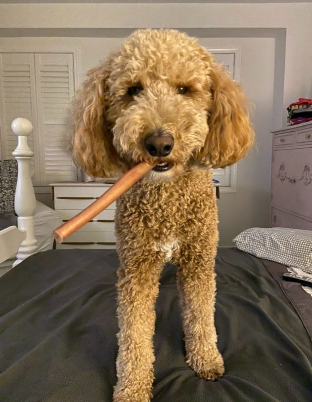 Customer photo review of 12 Inch Standard Bully Stick