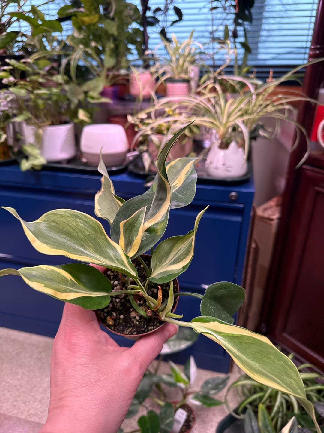 Customer photo review of Philodendron hederaceum 'Rio' - 3"