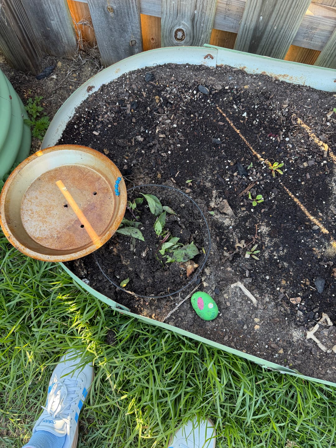 Customer photo review of Red Wigglers Composting Worms