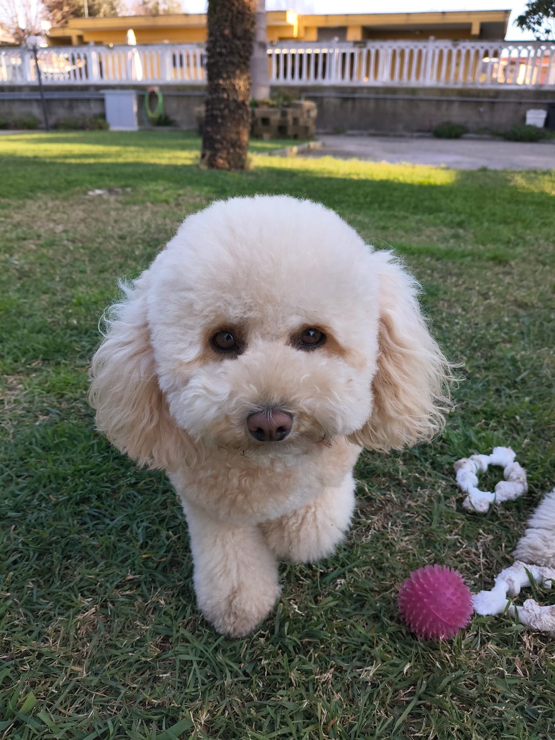 Customer photo review of THERFIBRE  500g - Per il benessere intestinale nel cane e nel gatto