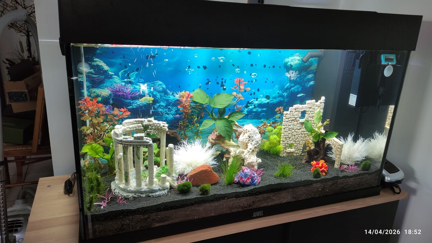 Customer photo review of Aquarium Rio 125 LED Noir Équipé JUWEL - 125L