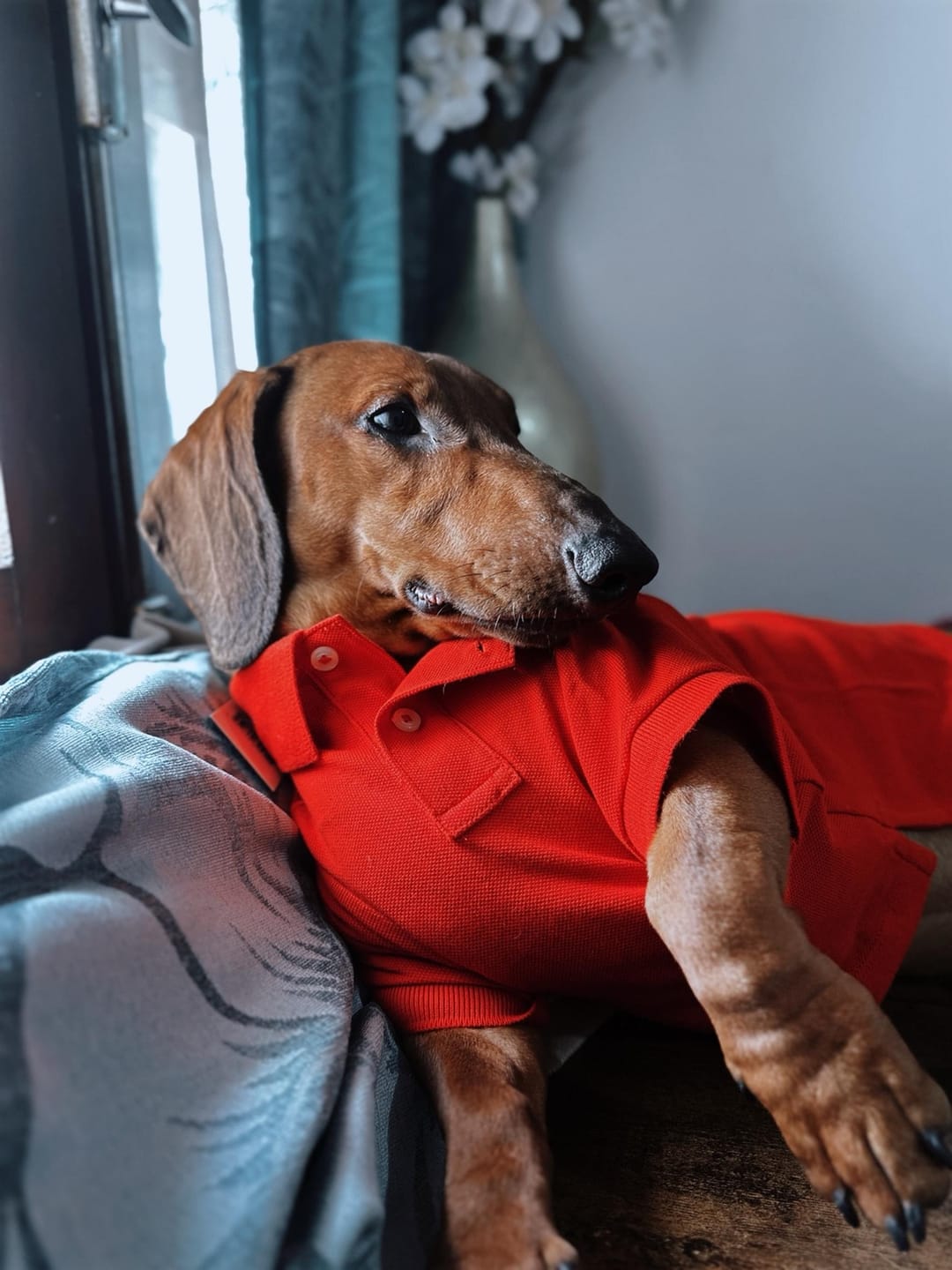 Customer photo review of Polo Ralph Lauren Big-Pony Mesh Dog Polo Shirt