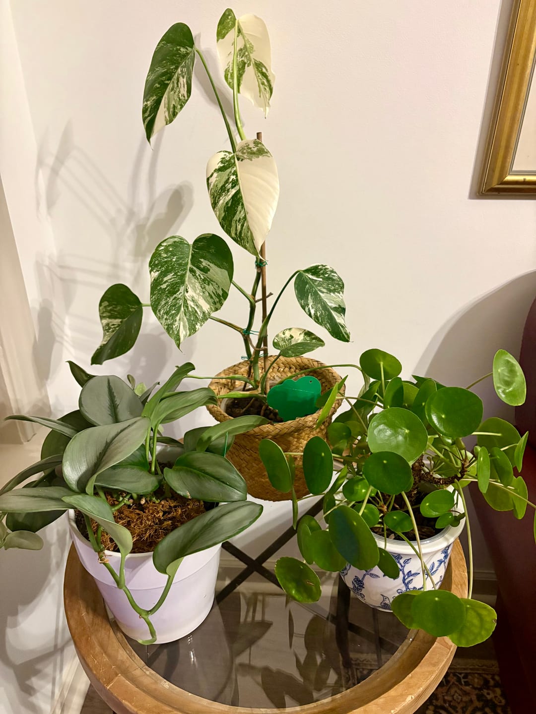 Customer photo review of Fungus Gnat Death Drops