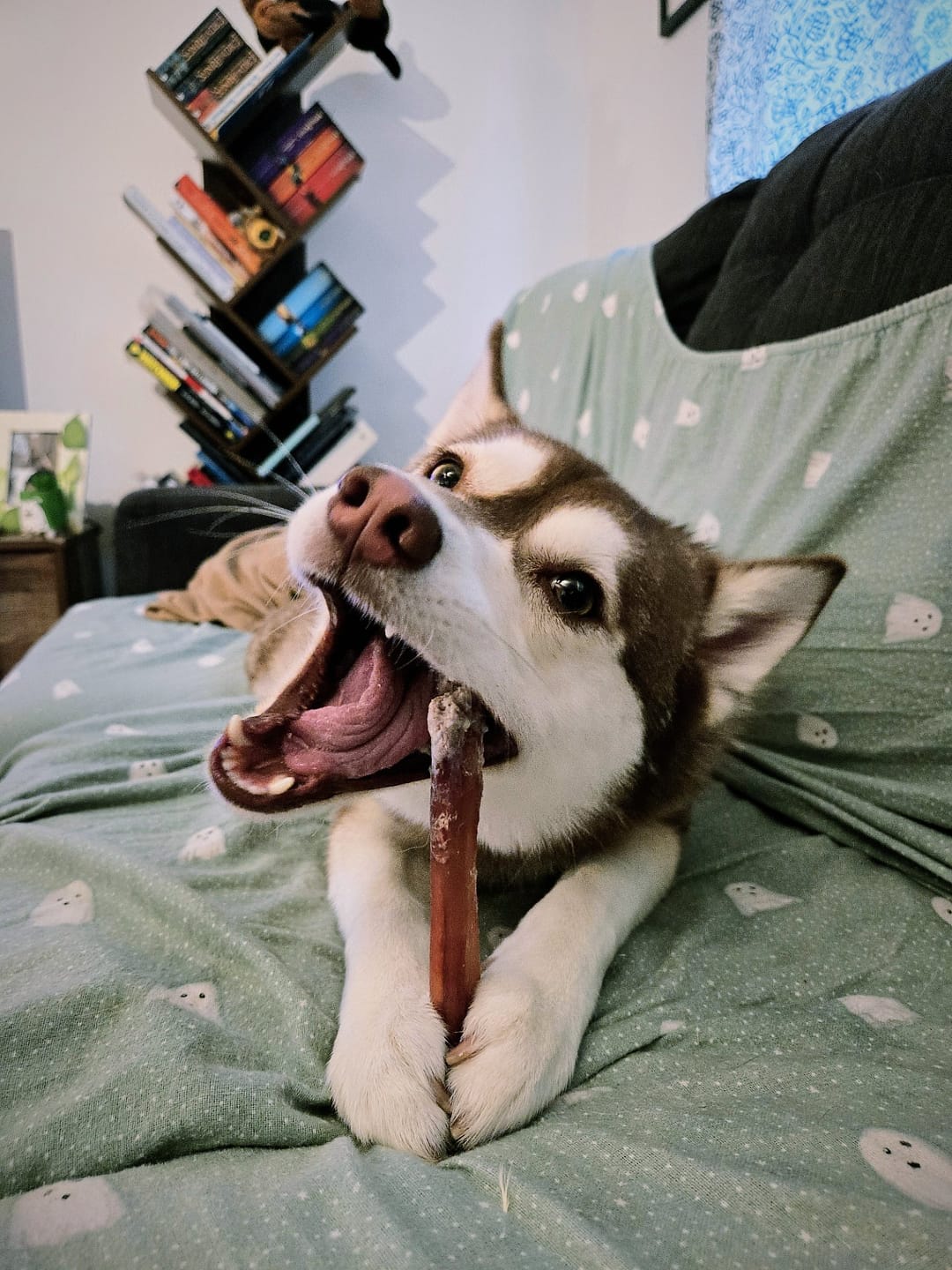 Customer photo review of 6 Inch Monster Bully Stick