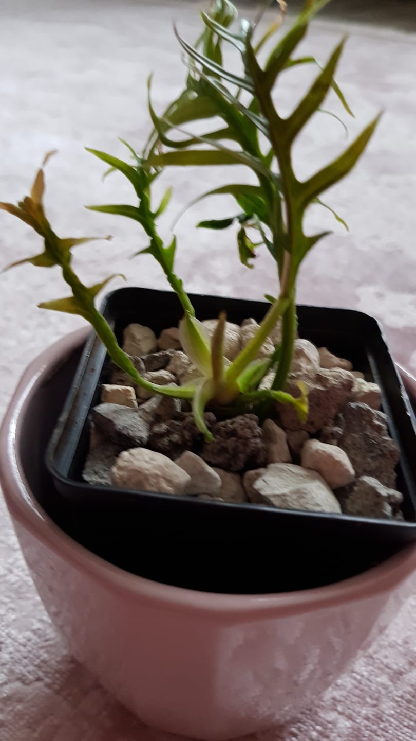 Customer photo review of PHILODENDRON TORTUM