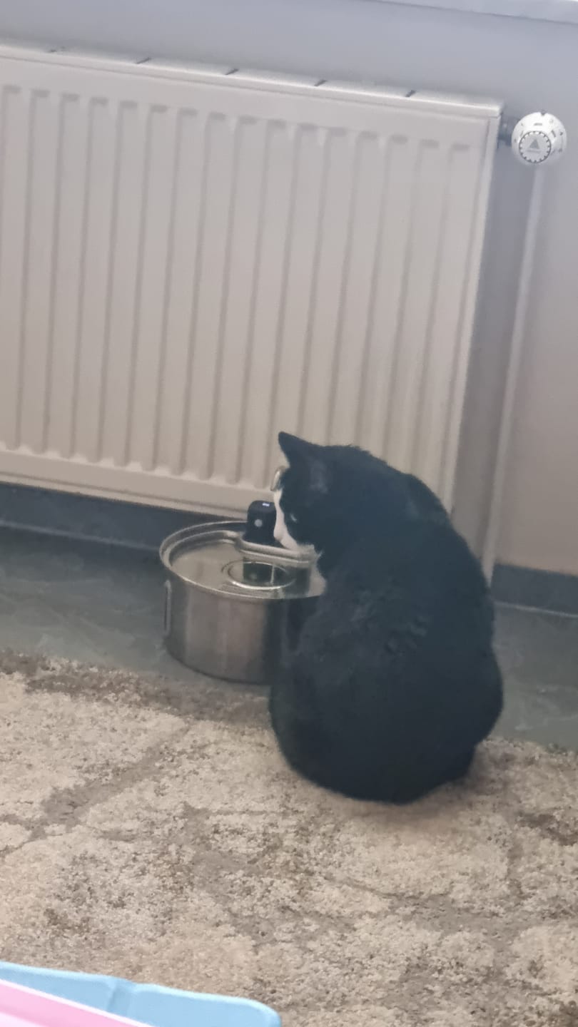Customer photo review of NordFlow 2.0 Katzenbrunnen