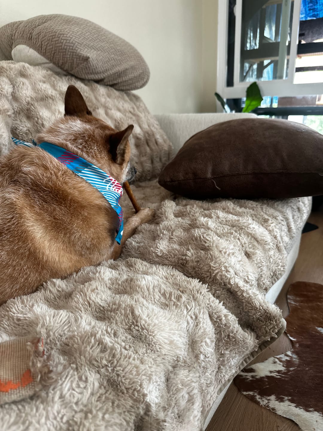 Customer photo review of 12 Inch Jumbo Bully Stick