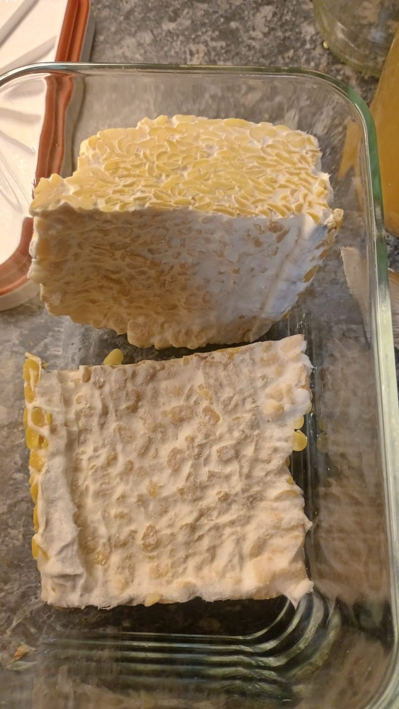 Customer photo review of BIO Tempeh Starterkultur