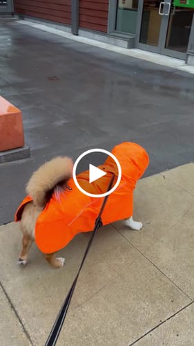 Customer video review of Breatheshield™ Dog Raincoats