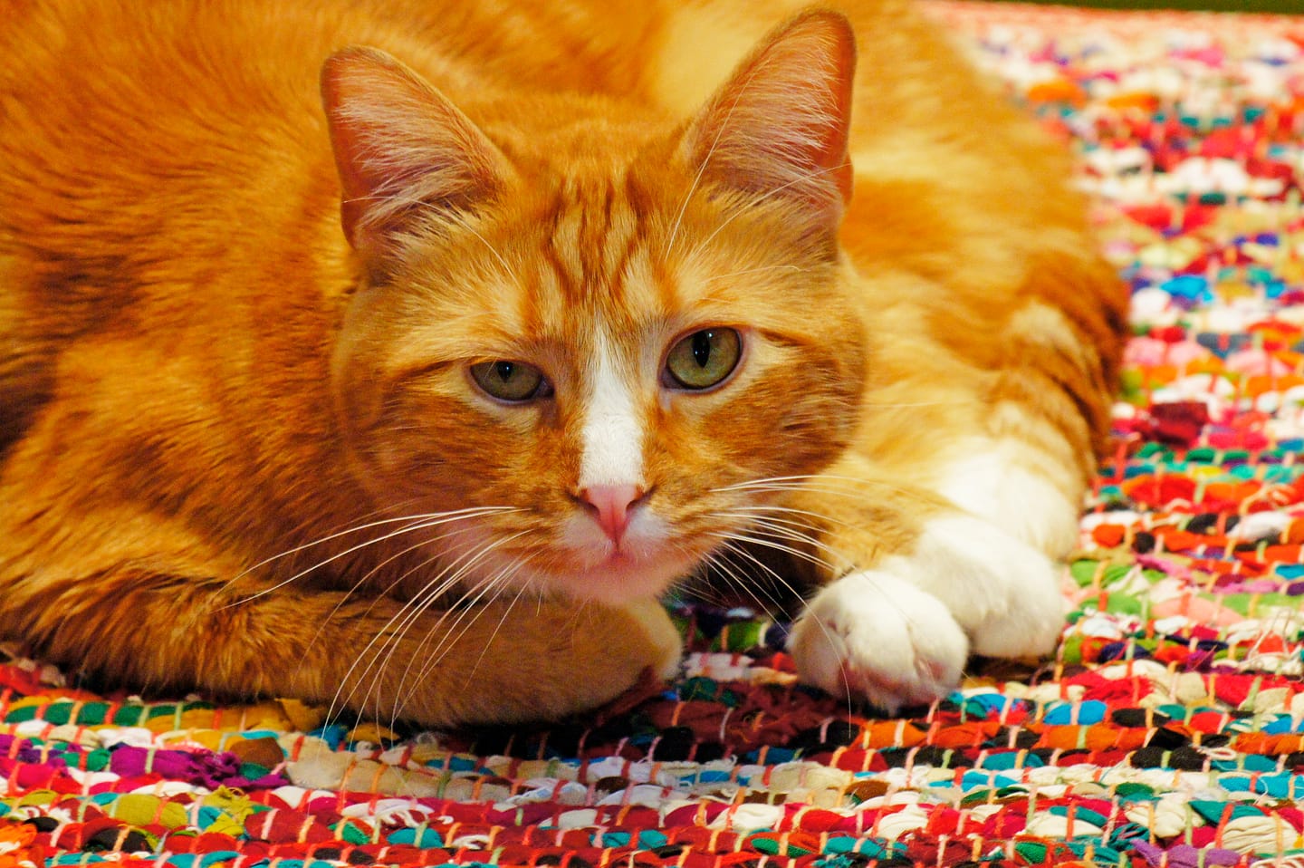 Customer photo review of Cat Dental Care & Bad Breath Remedy