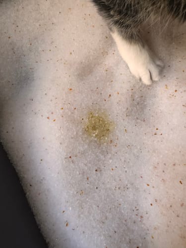 Customer photo review of 1 Month Supply – 2 Cat