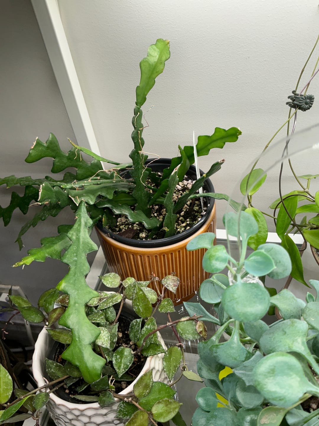 Customer photo review of Cactus Selenicereus anthonyanus "Ric-Rac"