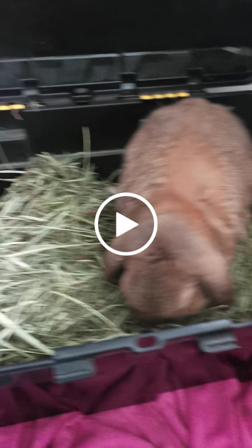 Customer video review of Second Cut Timothy Hay - Ultra Premium Canadian Hay for Rabbits and Guinea Pigs