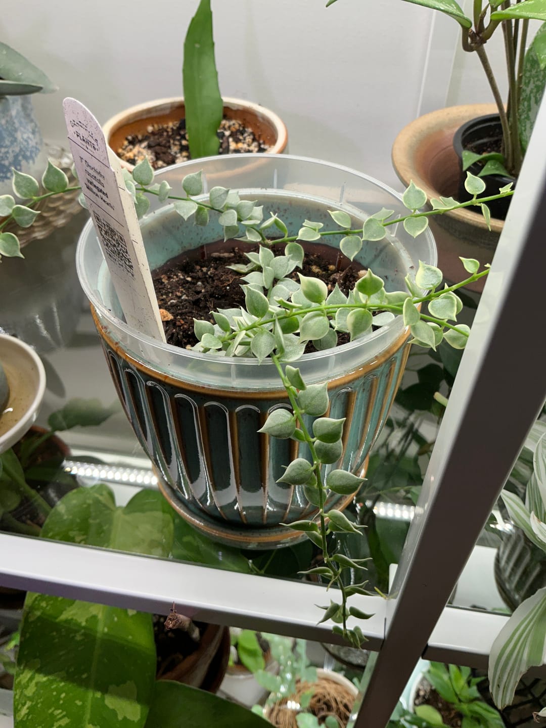 Customer photo review of Dischidia ruscifolia 'Variegata' "Million Hearts"