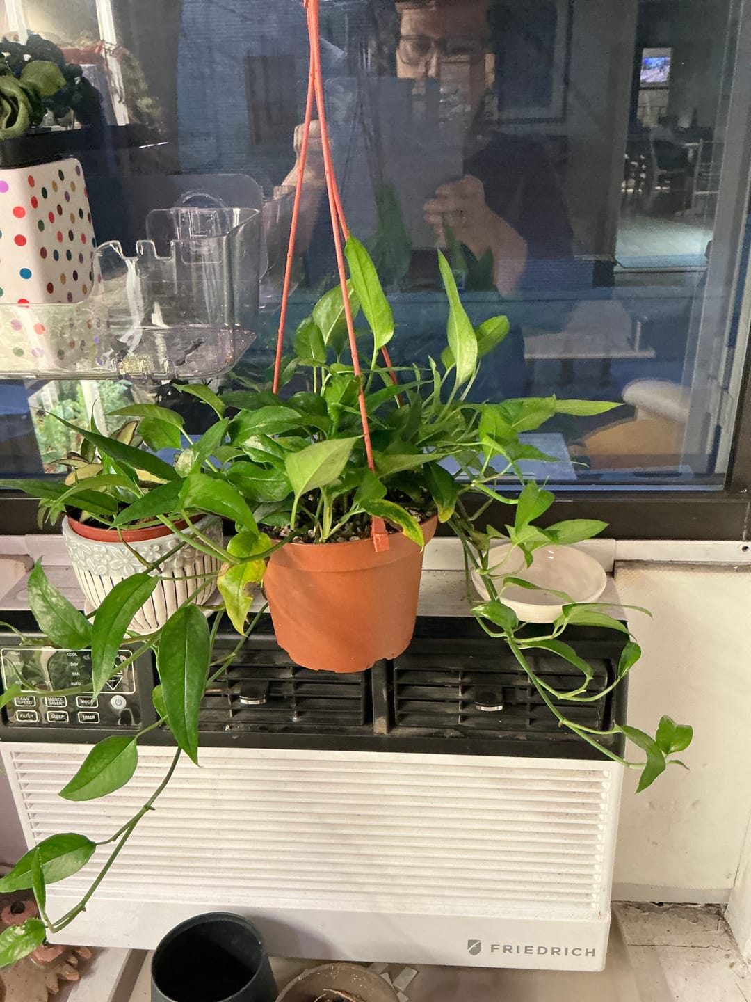 Customer photo review of Pothos Epipremnum pinnatum 'Skeleton Key'