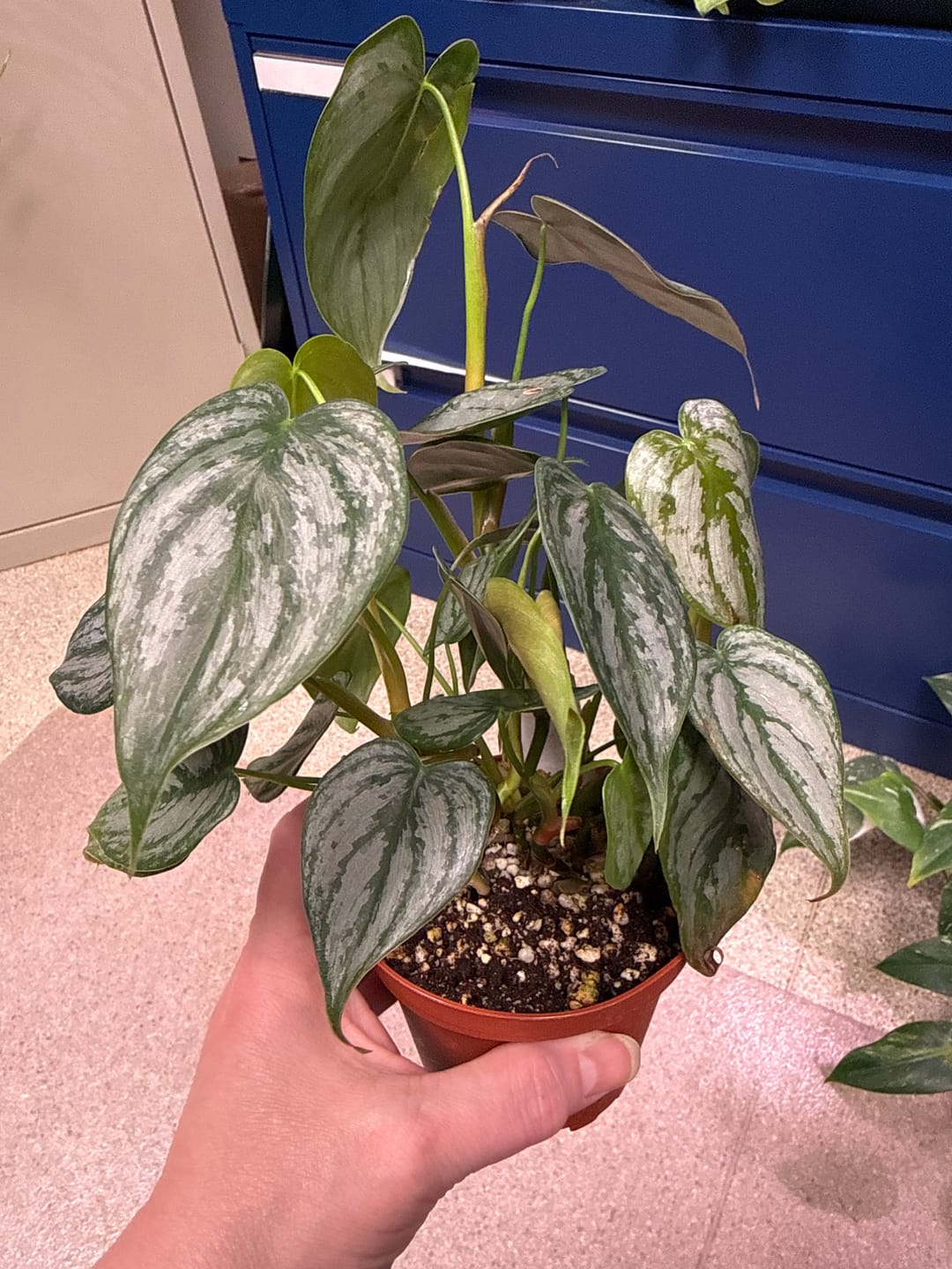 Customer photo review of Philodendron brandtianum