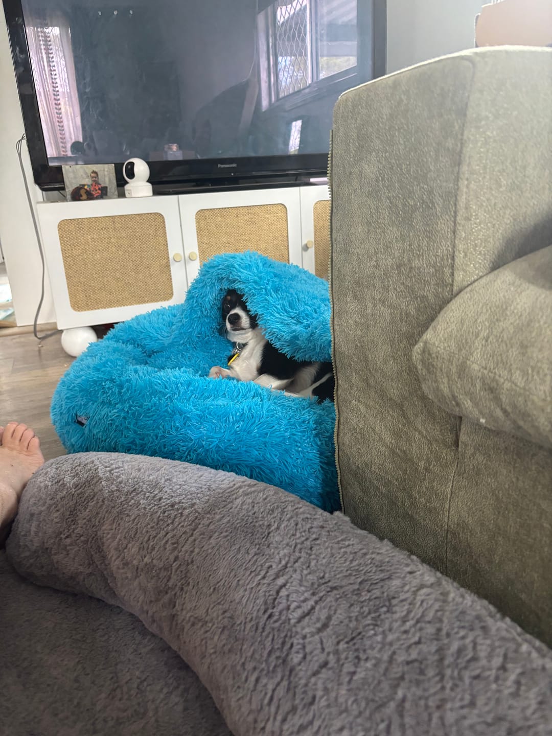 Customer photo review of Oodle-Doo Burrow Bed™