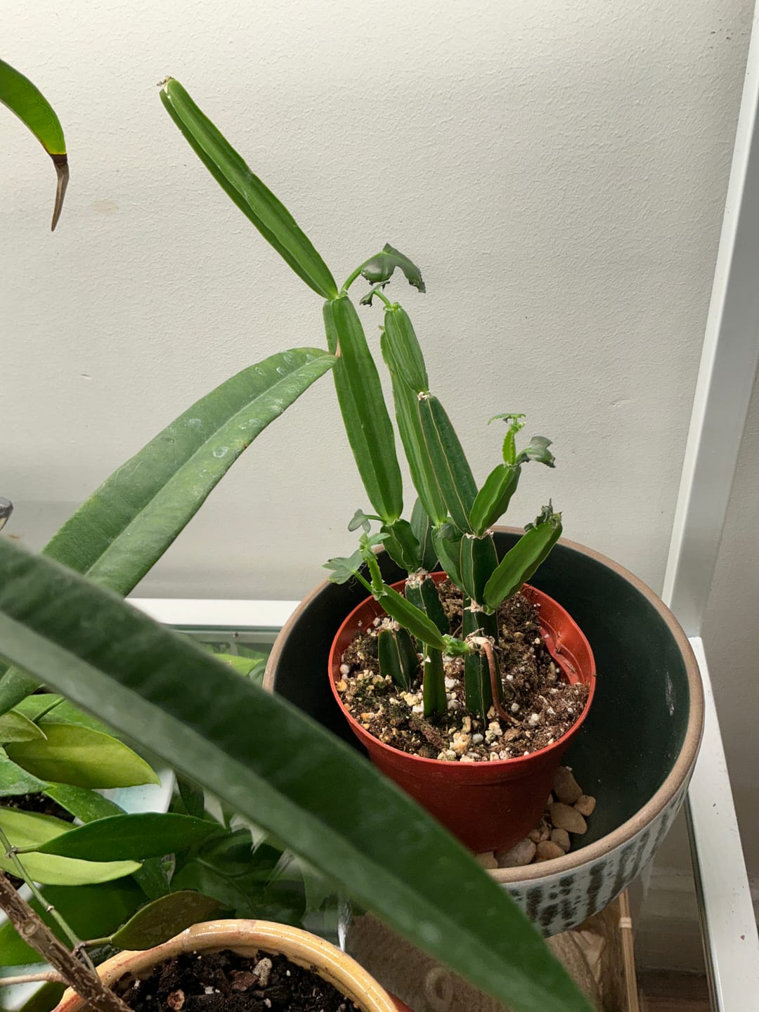 Customer photo review of Cissus quadrangularis