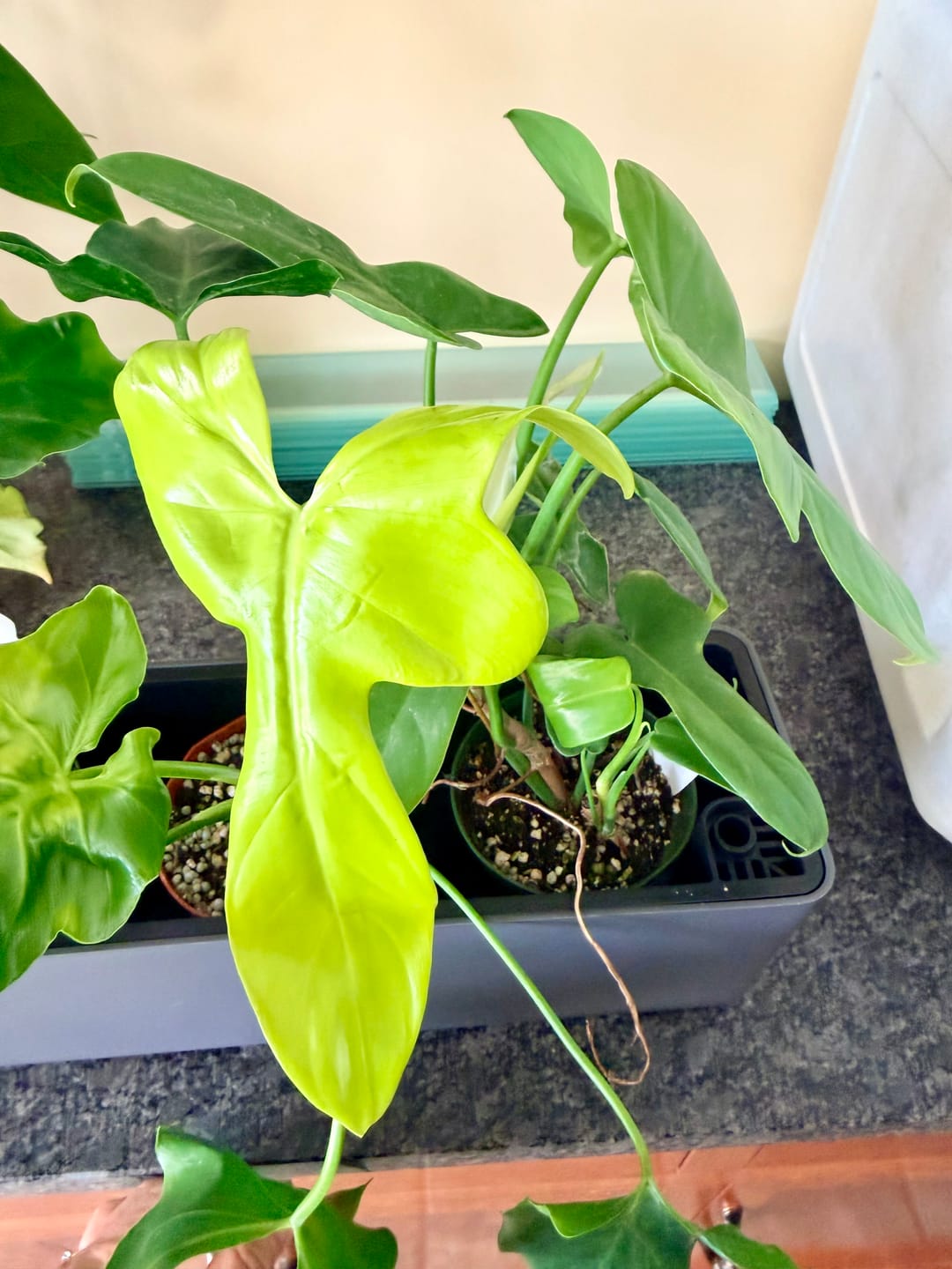 Customer photo review of Philodendron bipennifolium aurea