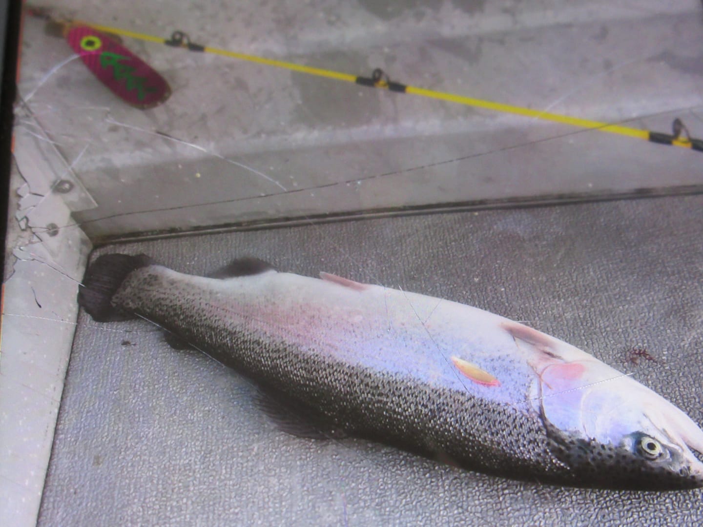 Customer photo review of Cal's Leadcore Trolling Rod