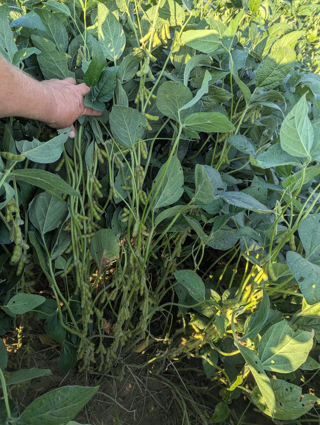 Customer photo review of EM•1® Microbial Inoculant Soil Amendment