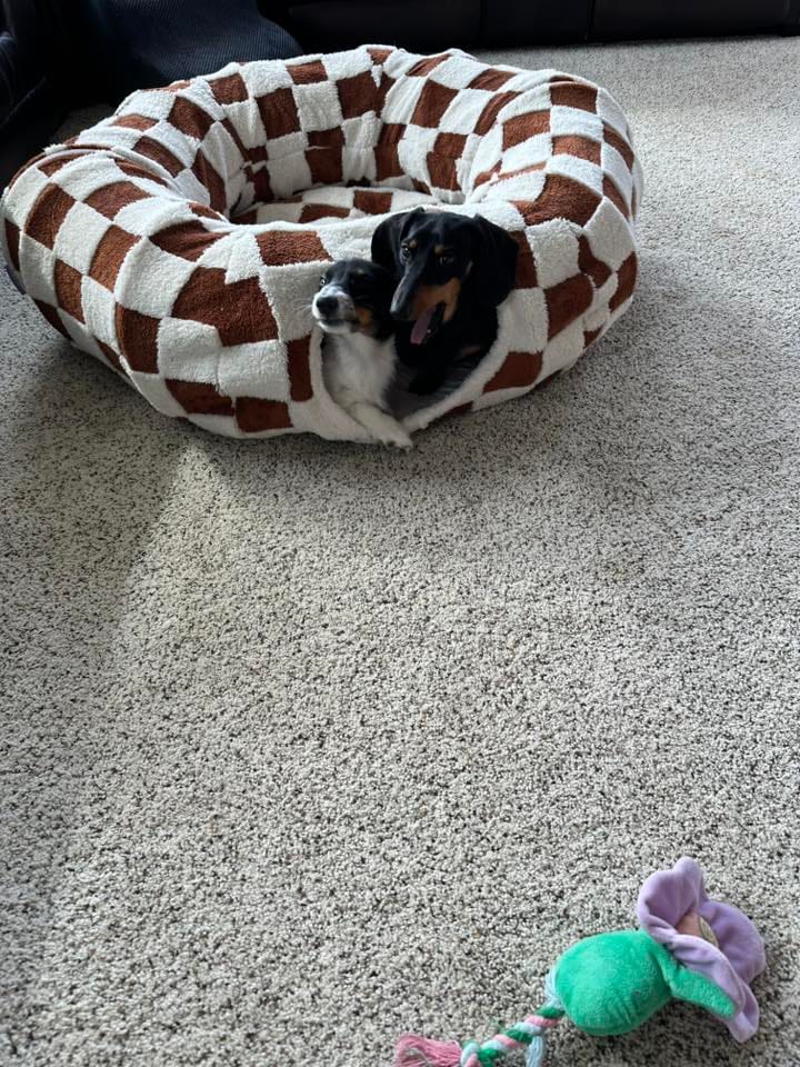 Customer photo review of Dachshund Tunnel Bed