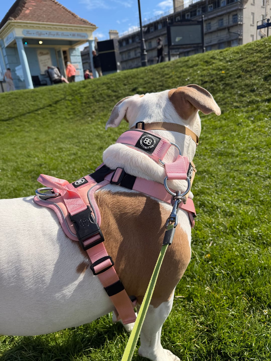 Customer photo review of 5cm Slip on Collar | Foam Padded - Pink