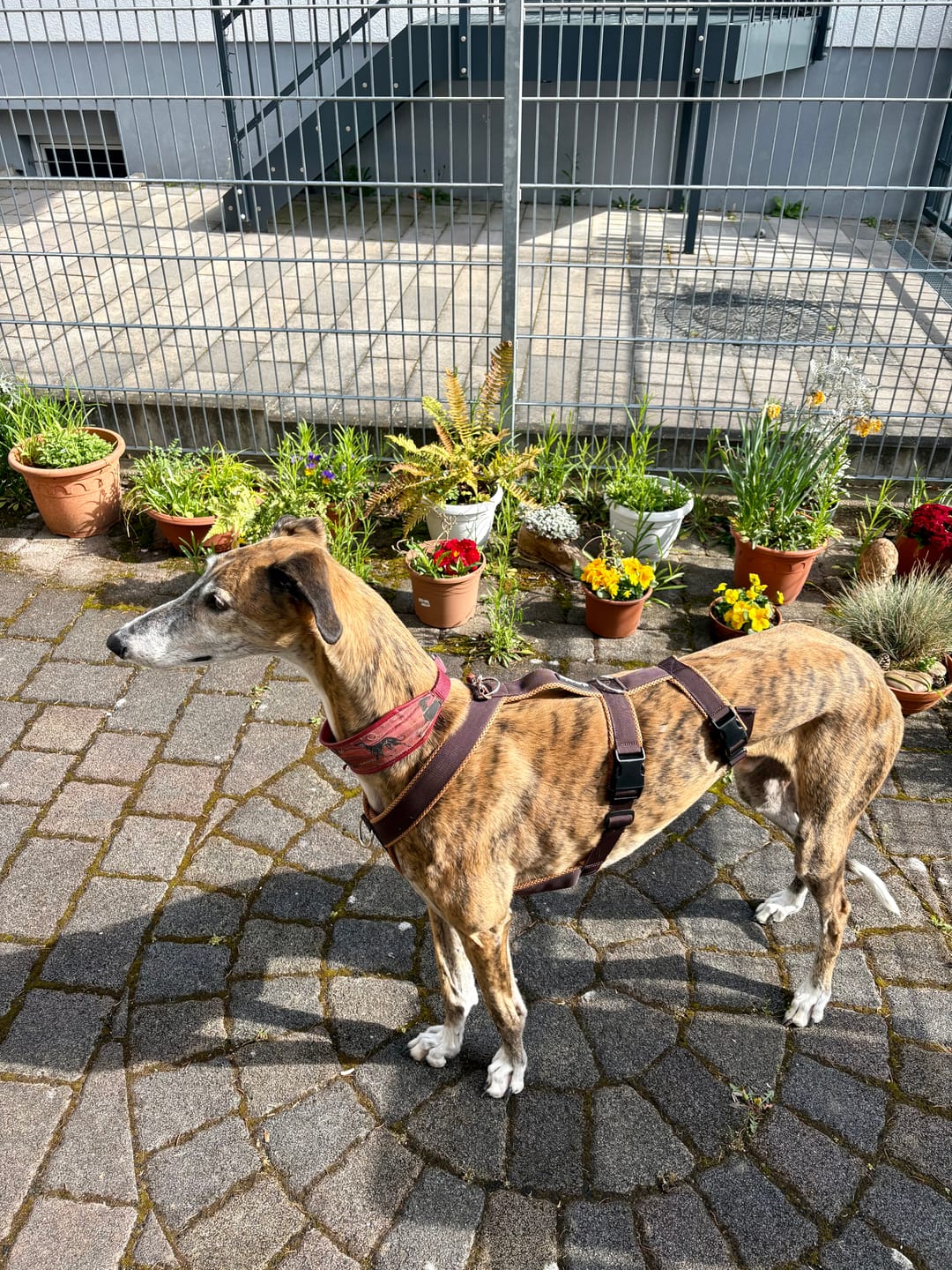 Customer photo review of Sicherheitsgeschirr FUN "Toffee"