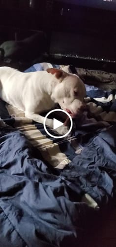Customer video review of Smoked Beef Marrow Bone