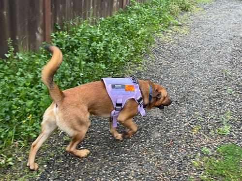 Customer's dog walking on a path wearing the bright purple Tactical No-Pull Team K9 Dog Harness.