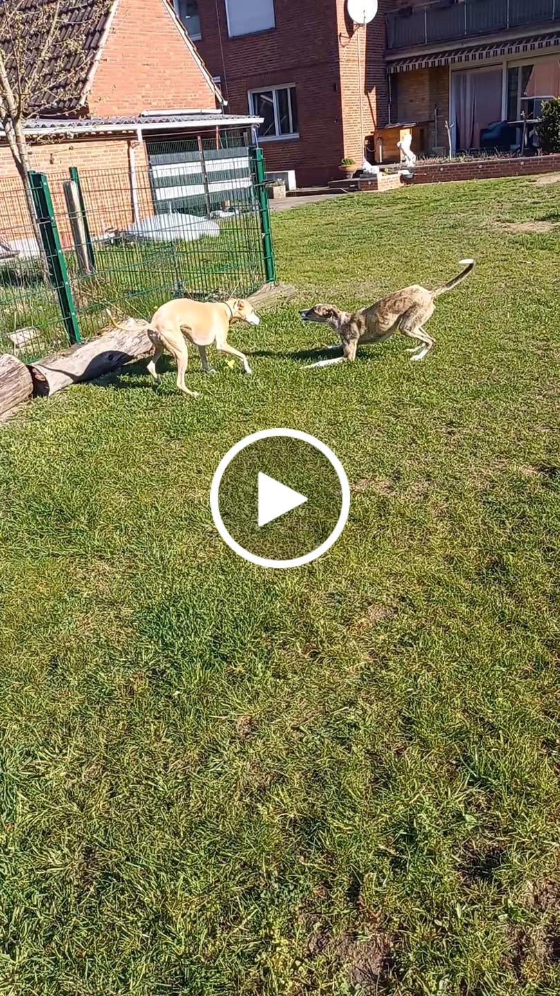 Customer video review of Darmflora Test Basic Hund