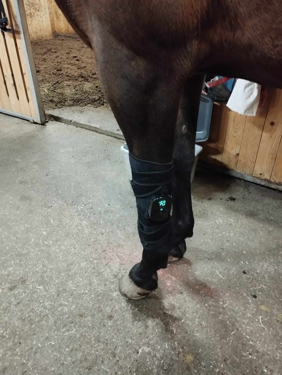 Customer photo review of EquiThera K2 - Rödljusterapi Damasker