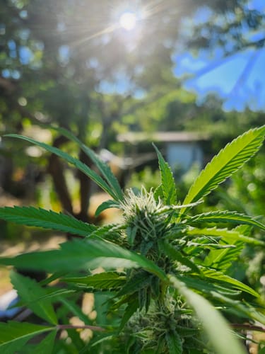 Customer's close-up photo of a flowering cannabis plant basking in the bright sunlight.