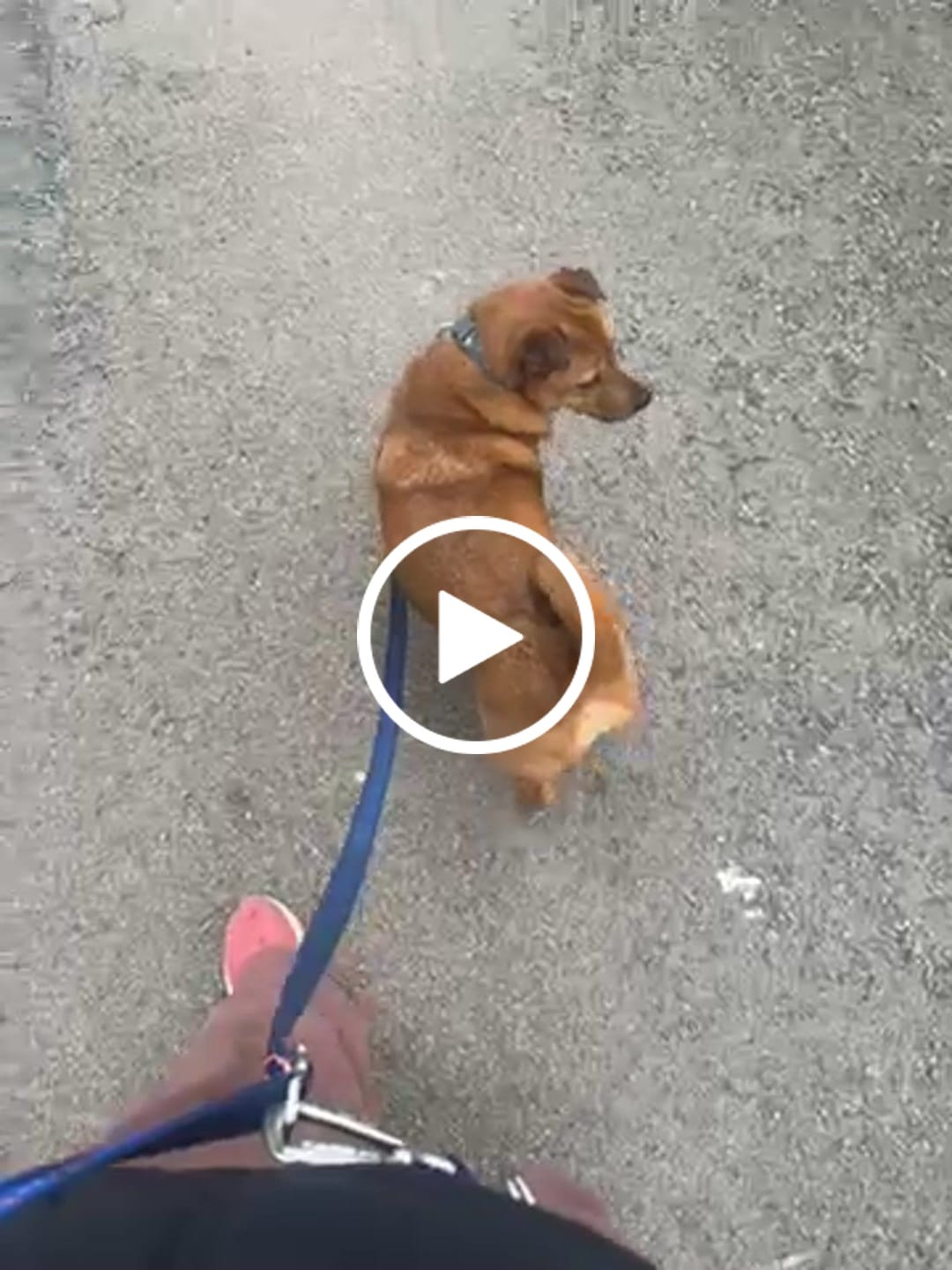 Customer video review of Multi-Way Lead