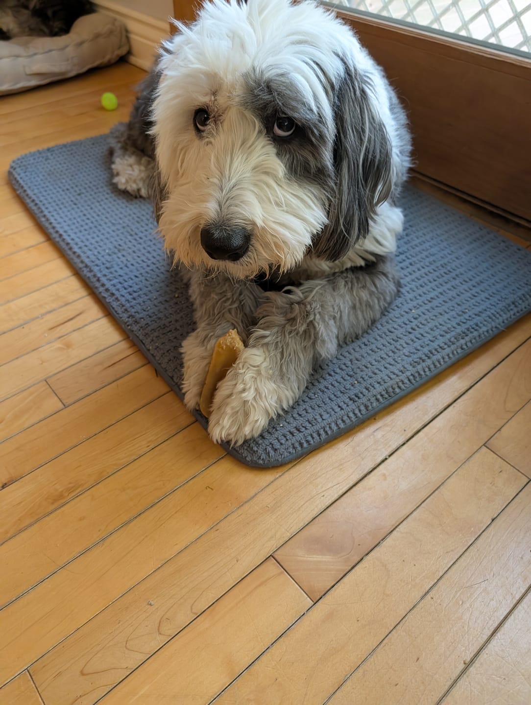 Customer photo review of Himalayan Yak Cheese Chew Dog Treat