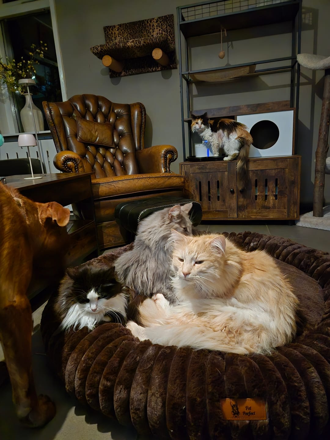 Customer photo review of Pet Perfect Hoes (ENKEL HOES) voor Orthopedische Donutmand - ZONDER VULLING