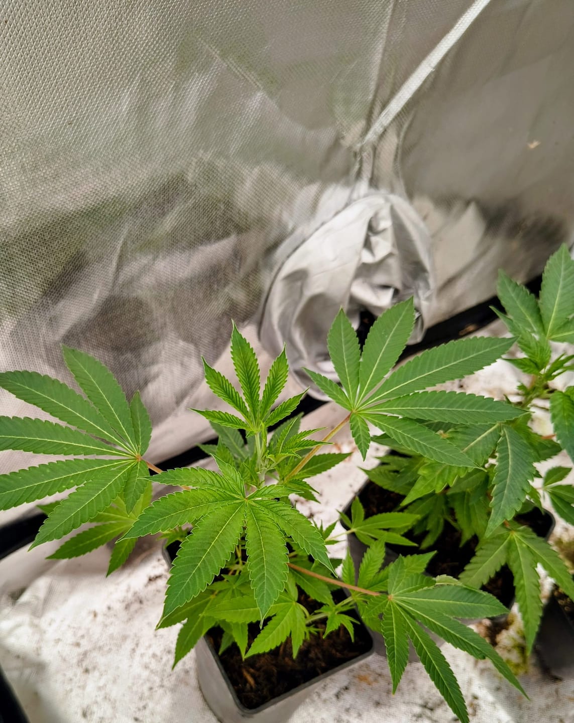 Customer photo review of Hanfstecklinge | Frozen Black Cherry