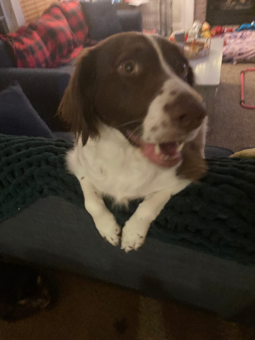 Customer photo review of 12 Inch Extra Thick Bully Sticks