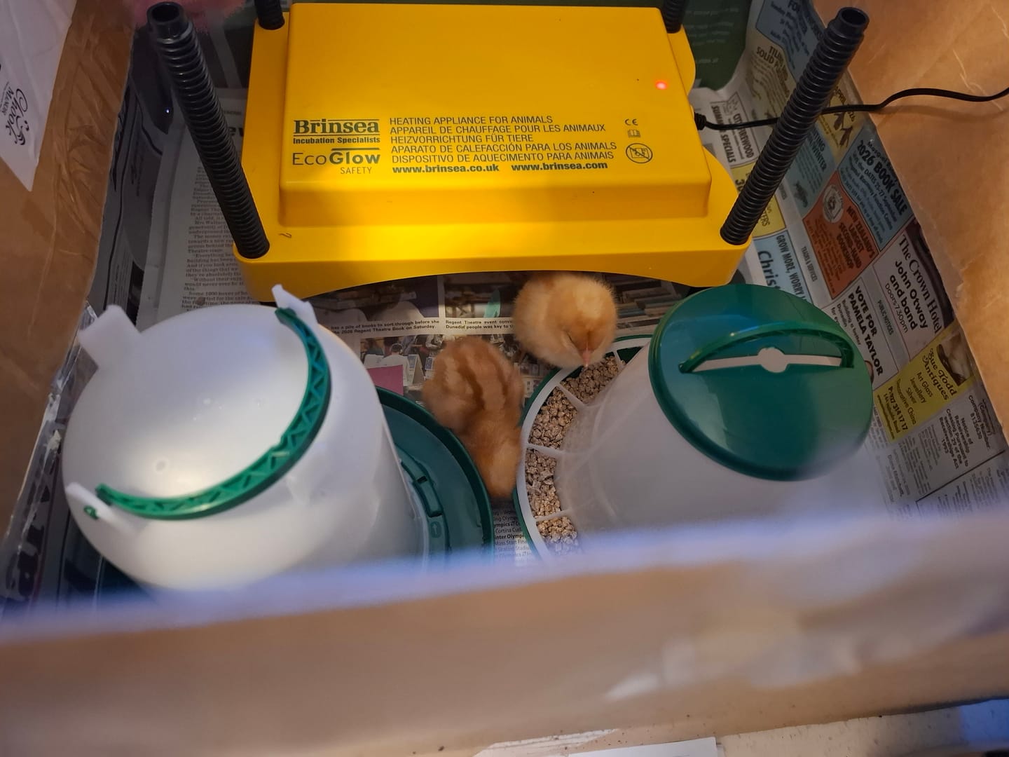Customer photo review of Brinsea EcoGlow Safety 600 Chick Brooder