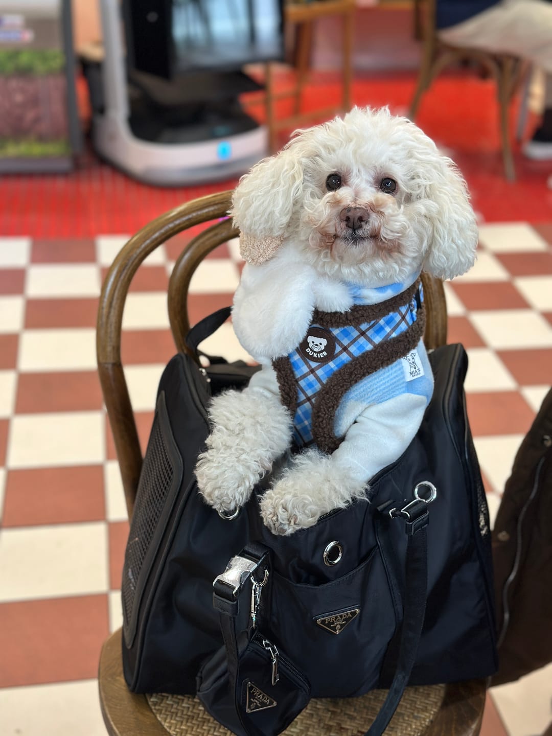 Customer photo review of PR Dog Carrier