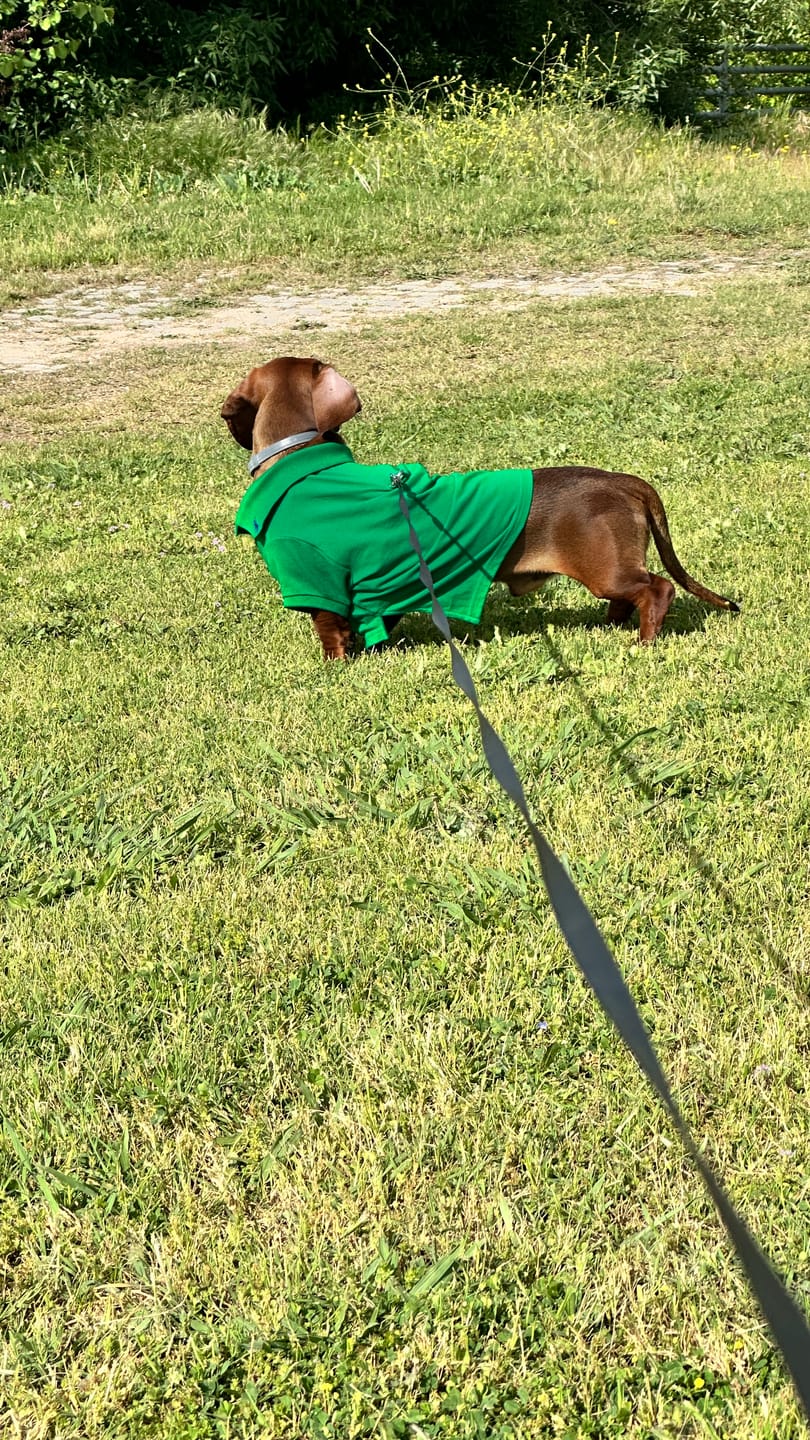 Customer photo review of Polo Ralph Lauren Cotton-Mesh Dog Polo Shirt