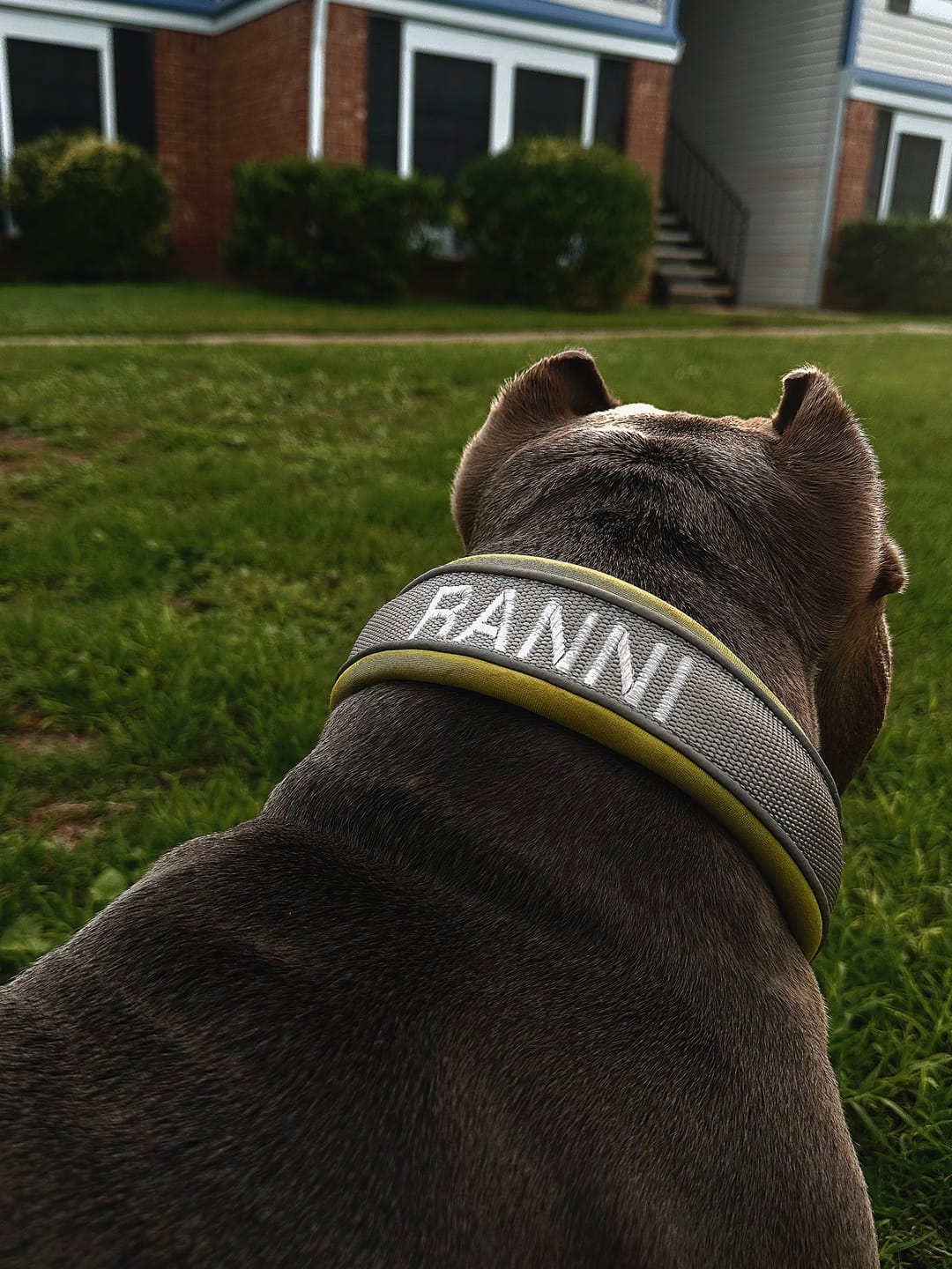 Customer photo review of 4cm Slip on Collar | Foam Padded - Metal Grey x Neon
