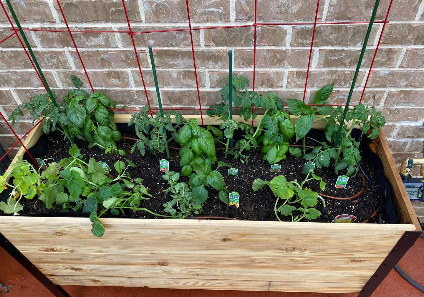 Customer photo review of 18" x 36" Raised Garden Bed - 30" TALL / Garden Grade