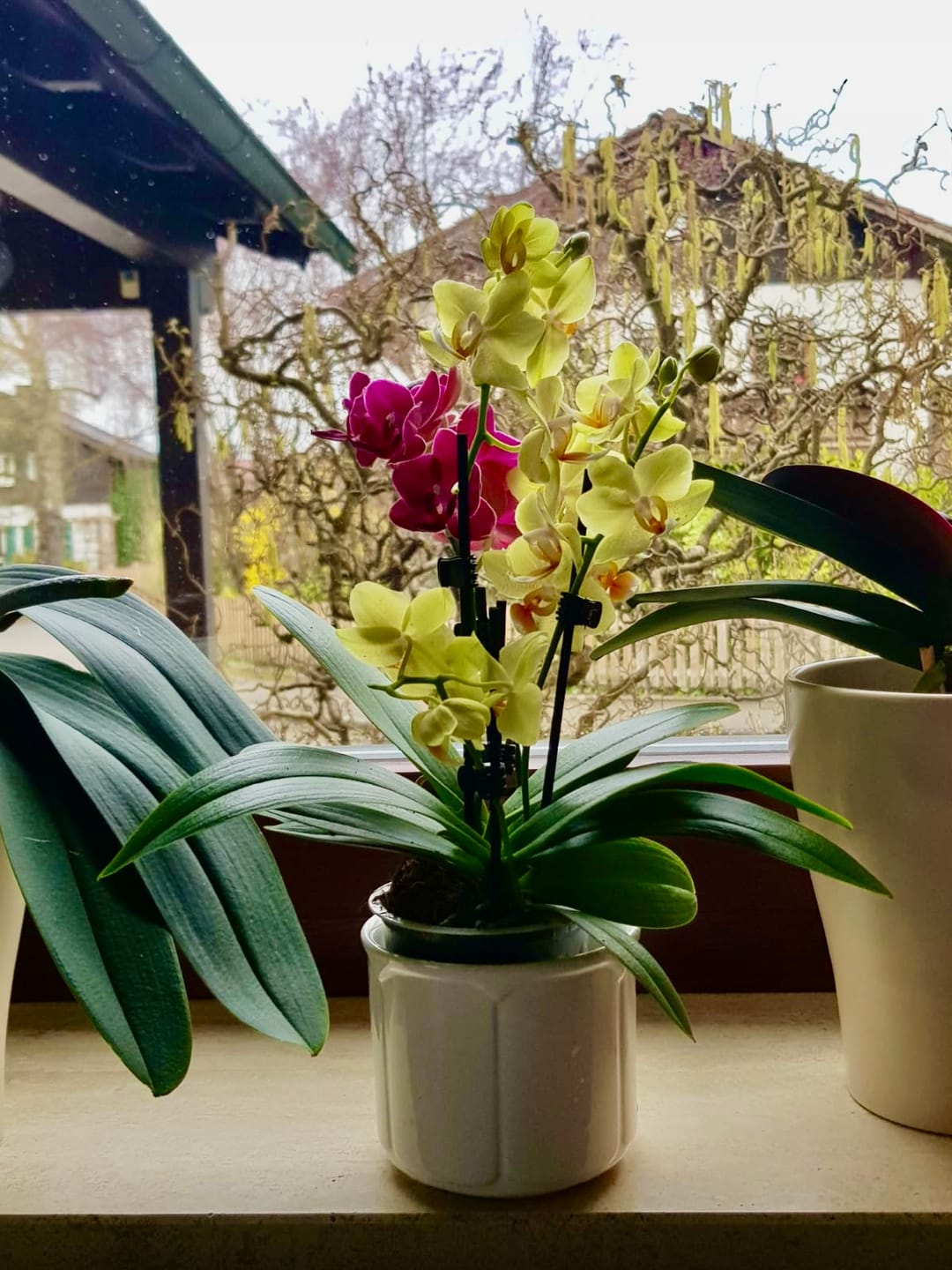 Customer photo review of Cocktail Orchidee mit gelb-roten Blüten und 5+ Rispen