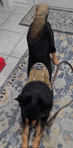 Customer's black and tan dog stretching on a rug while wearing the tan camouflage Team K9 Dog Harness.