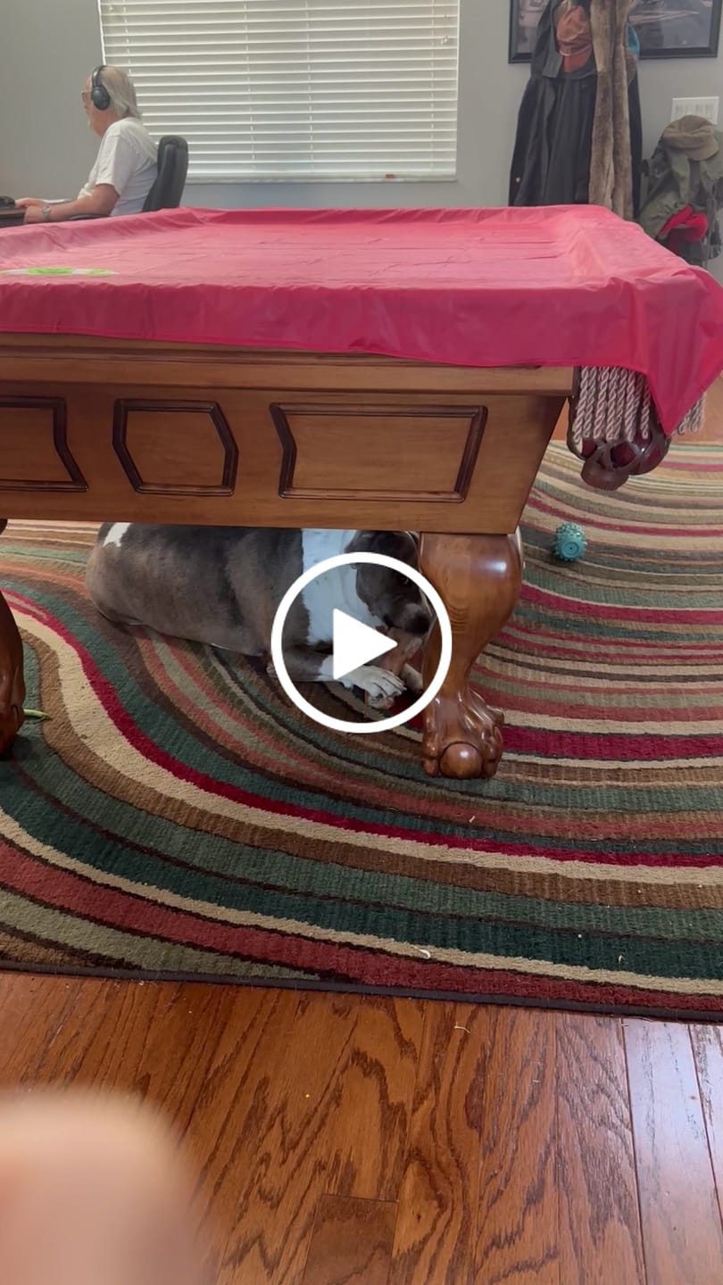 Customer video review of Gift Bundle: 2 Large Yak Chews and a 6" Hickory Smoked Bully Stick