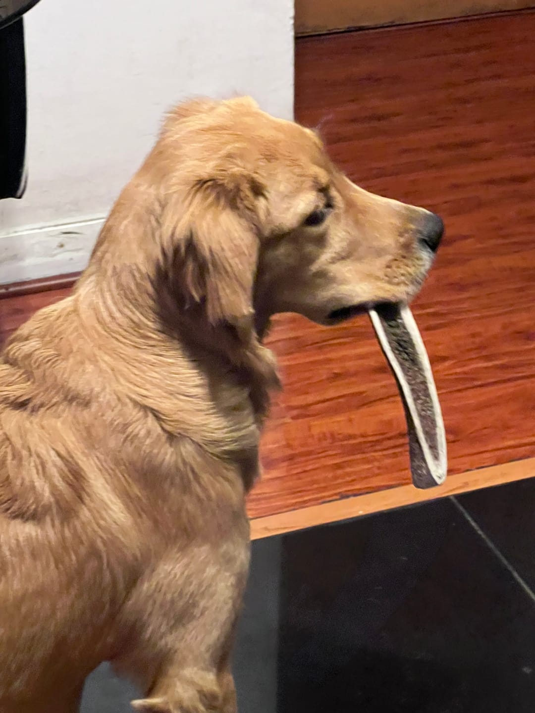 Customer photo review of Asta de ciervo para perros - Principiante