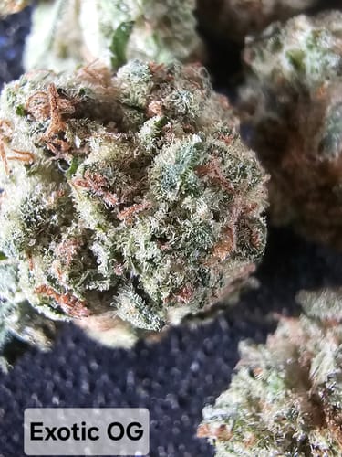 Customer photo review of Exotic OG THCA Smalls