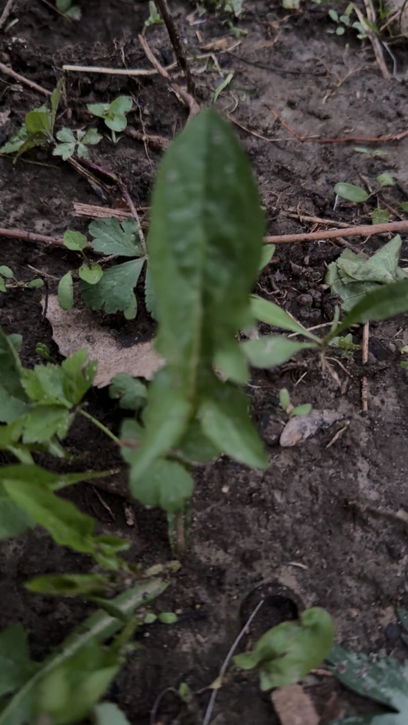 Customer photo review of Hot Chic™ Food Plot Seed