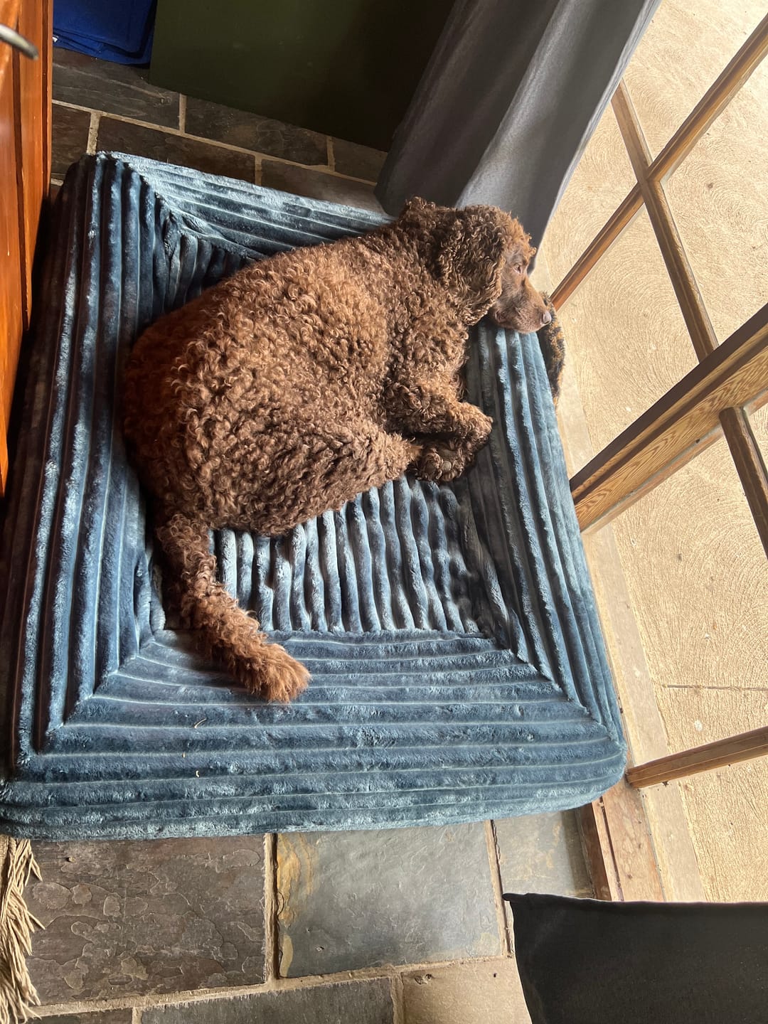 Customer photo review of Dune Plush EasyFit Cover